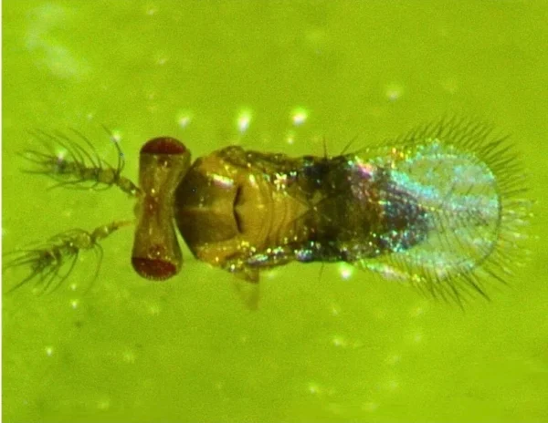 Trichogramma pretiosum (control of heliothis & caterpillar pests) - Image 4