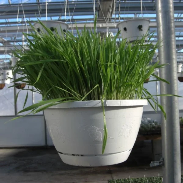 Banker Plant aphid controls