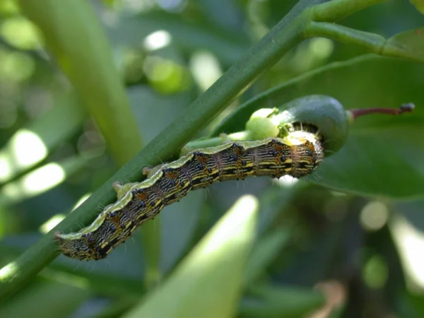 Trichogramma pretiosum (control of heliothis & caterpillar pests) - Image 2