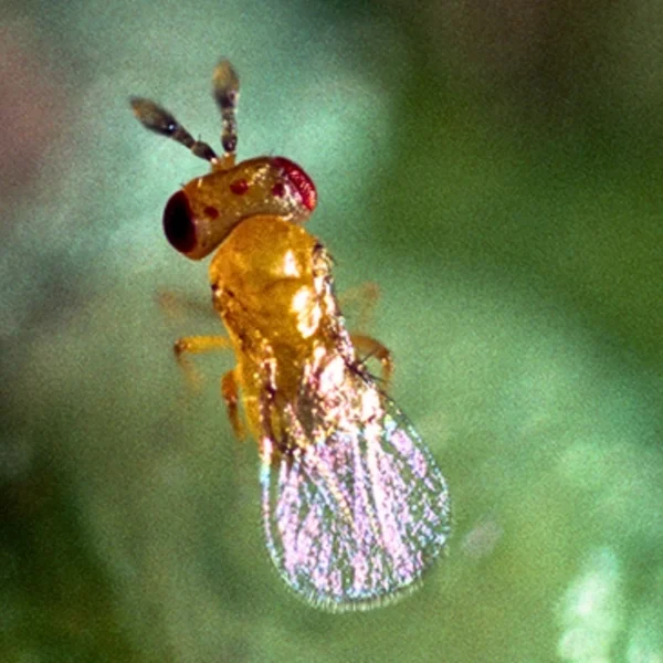 Trichogramma pretiosum (control of heliothis & caterpillar pests)