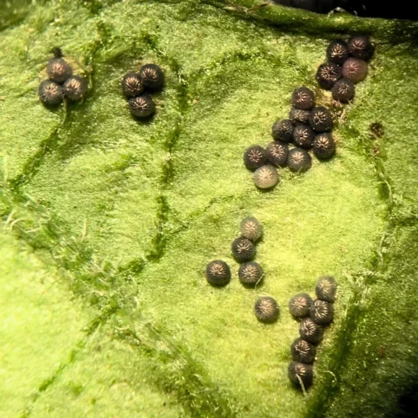 Trichogramma pretiosum (control of heliothis & caterpillar pests) - Image 3