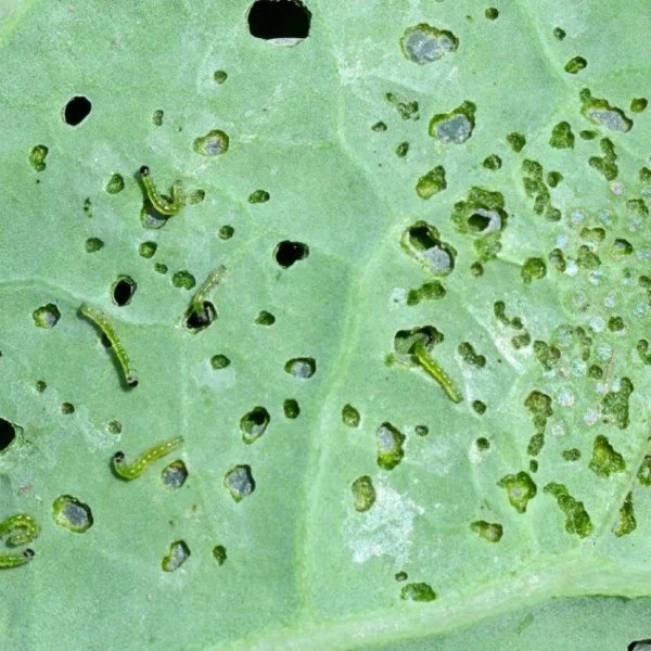 Trichogramma pretiosum (control of heliothis & caterpillar pests) - Image 5
