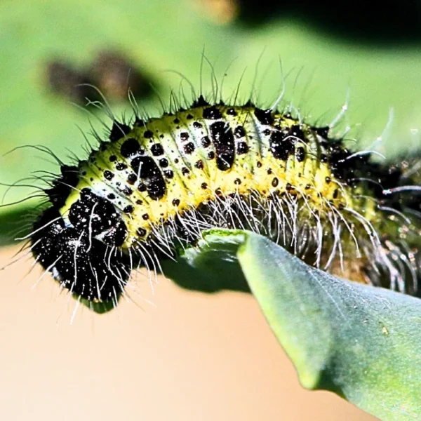 Trichogramma pretiosum (control of heliothis & caterpillar pests) - Image 7