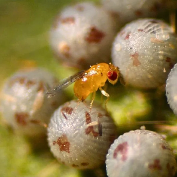 Trichogramma pretiosum (control of heliothis & caterpillar pests) - Image 6