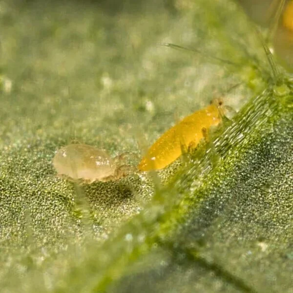 Montdorensis (targets thrips and whiteflies) - Image 3