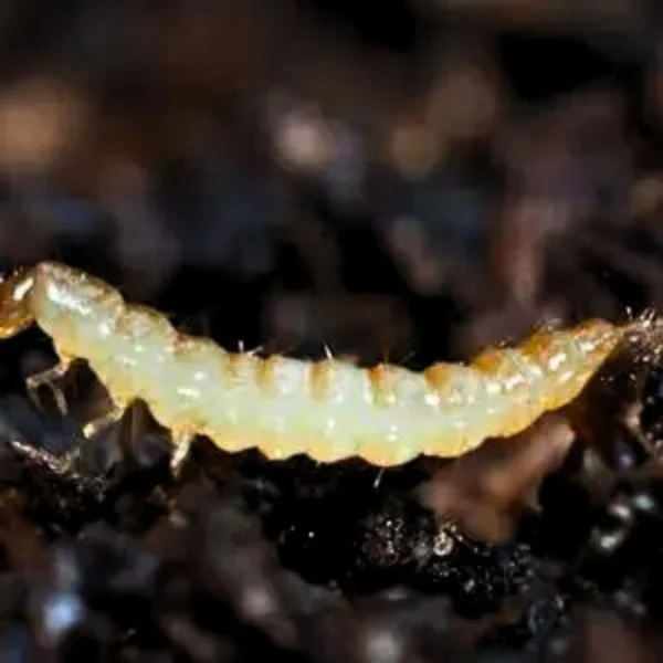 Dalotia rove beetle (Dalotia coriaria) - Image 2