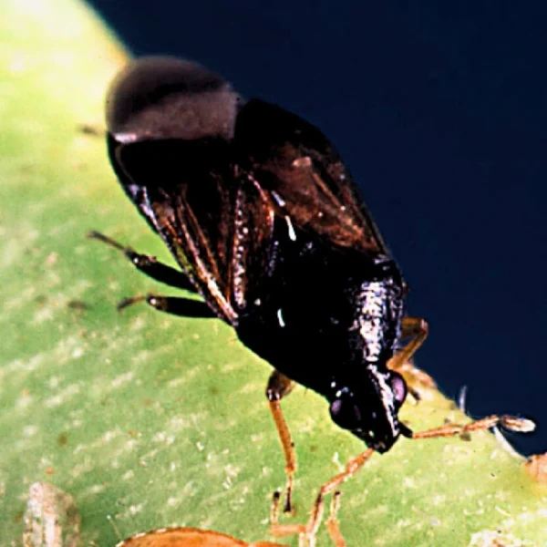 Orius (Targets Thrips and larvae) - Image 2