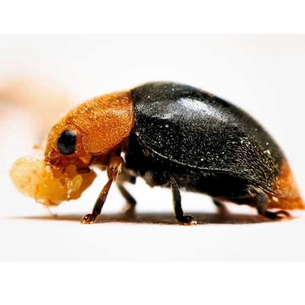 Cryptolaemus (control of mealybugs & scale insects) - Image 2