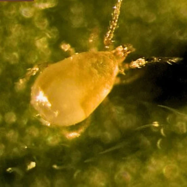 Cucumeris (control Thrips) - Image 3