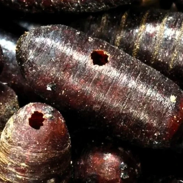 Fly Parasites (parasitise nuisance flies-house fly and stable fly) - Image 4