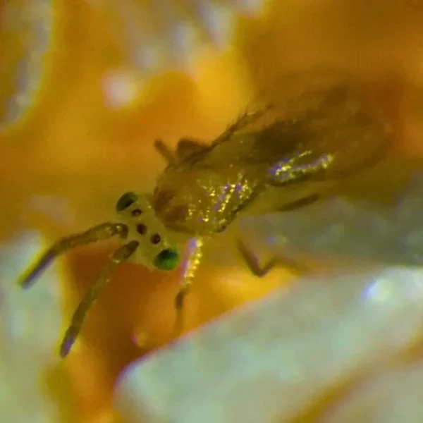 Eretmocerus hayati (targets Silverleaf whiteflies)