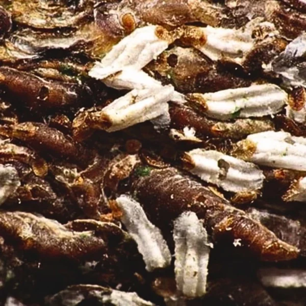 Chilocorus (control of armoured scale insects)