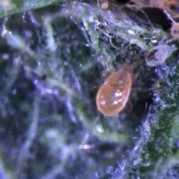 Californicus (control of spider mites and other pest mites) - Image 3