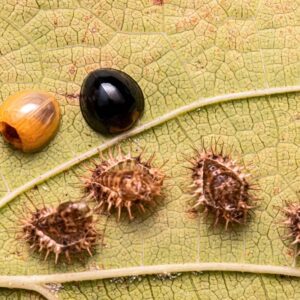 Chilocorus (control of armoured scale insects)