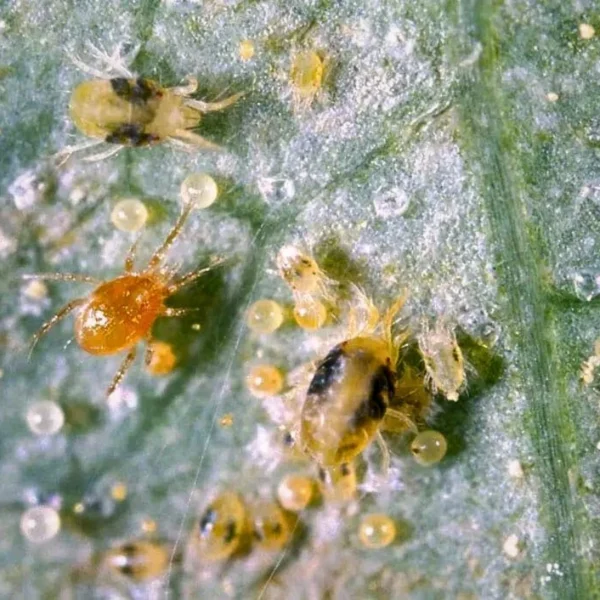 Persimilis (Targets Spider Mites) - Image 2