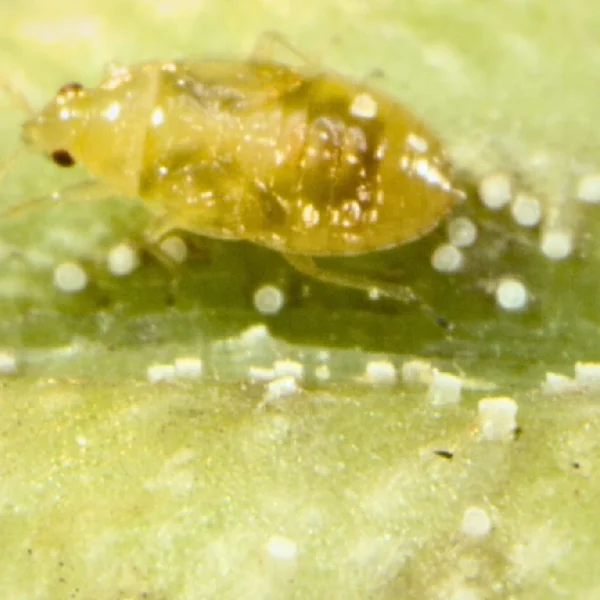 Orius (Targets Thrips and larvae) - Image 3