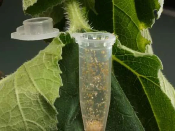 Eretmocerus hayati (targets Silverleaf whiteflies) - Image 3