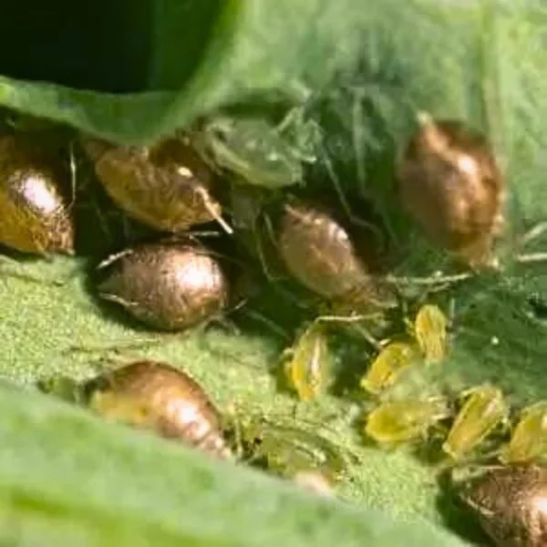 Aphidius colemani (Targets Aphids) - Image 3