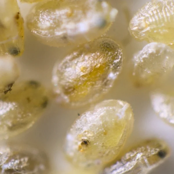 Eretmocerus hayati (targets Silverleaf whiteflies) - Image 5