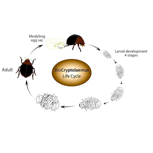 Cryptolaemus (control of mealybugs & scale insects) - Image 6