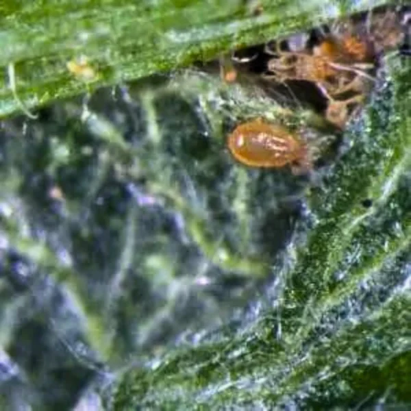 Californicus (control of spider mites and other pest mites) - Image 2