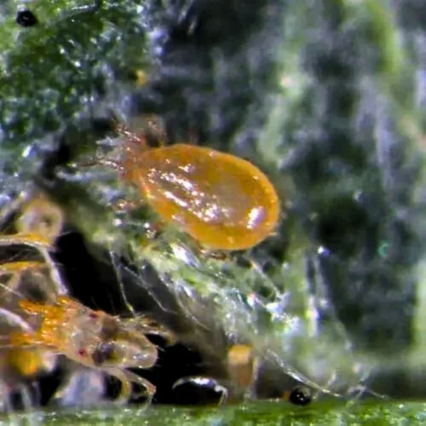 Californicus (control of spider mites and other pest mites) - Image 4