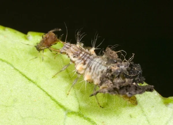 Lacewing (Targets aphids, caterpillars & mealybugs) - Image 2