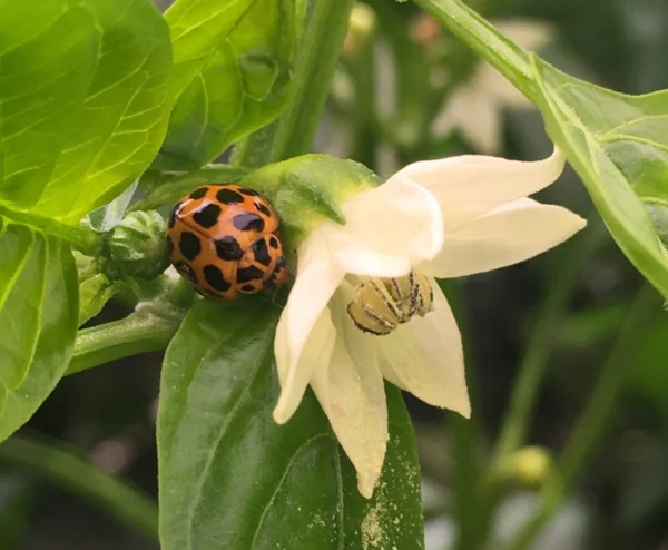 Spotted ladybirds (Targets Aphids, Psyllids)