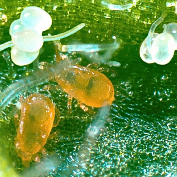 Cucumeris (control Thrips)