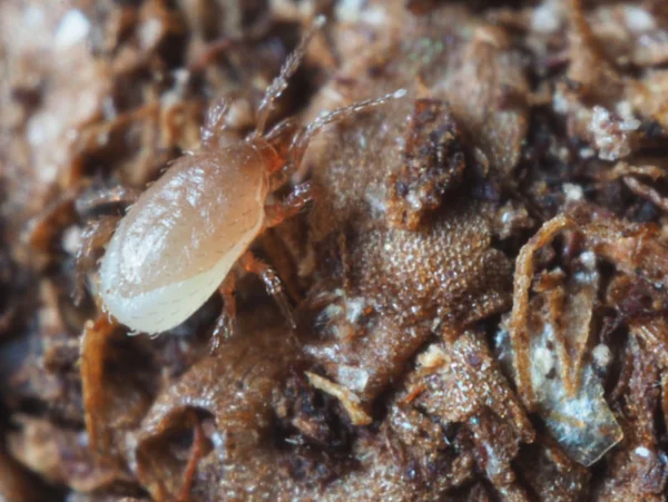 Hypoaspis (Targets Fungus Gnats, Shore flies, Thrips) - Image 2