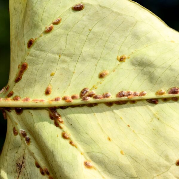 Aphytis (parasite of red scale and other armoured scale insects ...