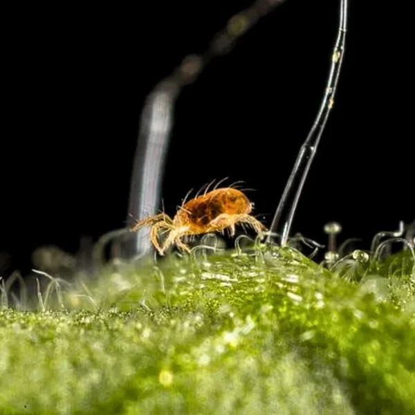 Californicus (control of spider mites and other pest mites)