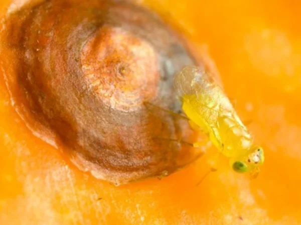 Aphytis (parasite of red scale and other armoured scale insects) - Image 3
