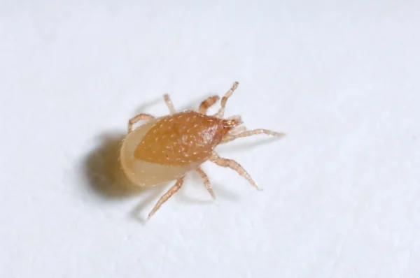 Hypoaspis (Targets Fungus Gnats, Shore flies, Thrips)