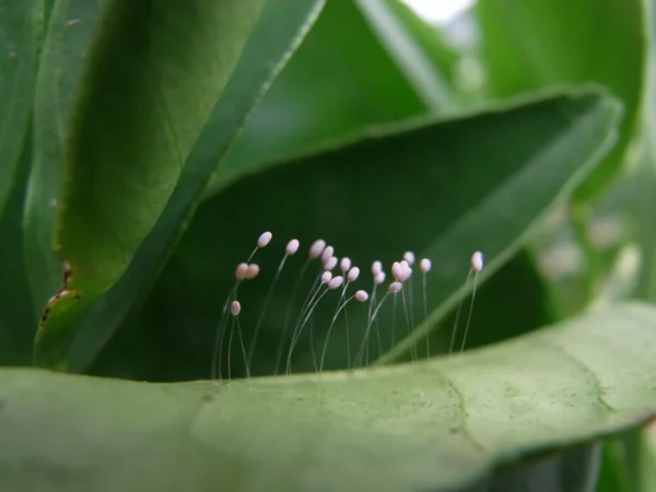 Lacewing (Targets aphids, caterpillars & mealybugs) - Image 3