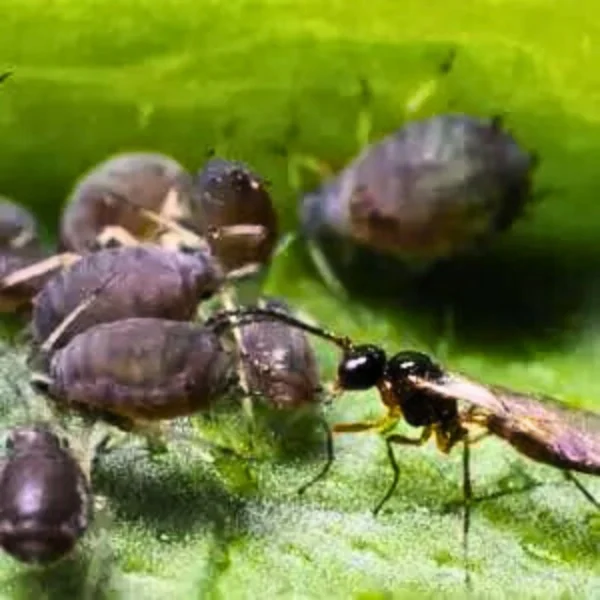 Aphidius colemani (Targets Aphids) - Image 2