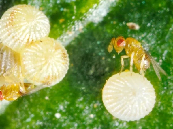 Pantry and Cloths Moth Wasps (A moth egg parasite) - Image 3