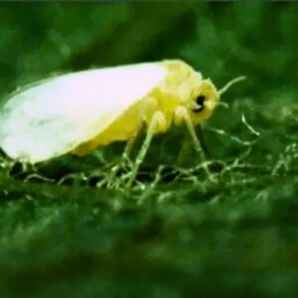 Eretmocerus hayati (targets Silverleaf whiteflies) - Image 4