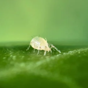 Montdorensis (targets thrips and whiteflies)