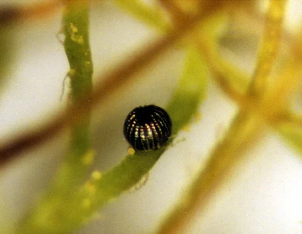 Pantry and Cloths Moth Wasps (A moth egg parasite) - Image 4