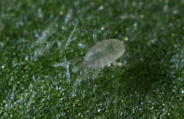 Cucumeris (control Thrips) - Image 5