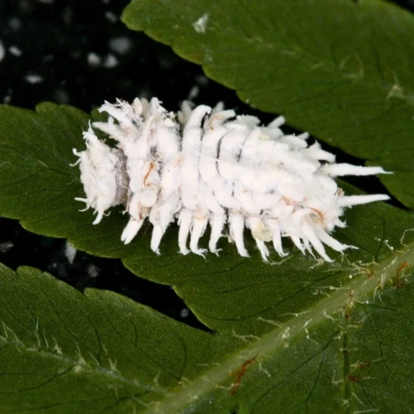 Cryptolaemus (control of mealybugs & scale insects) - Image 4
