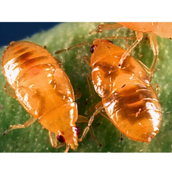 Orius (Targets Thrips and larvae) - Image 4