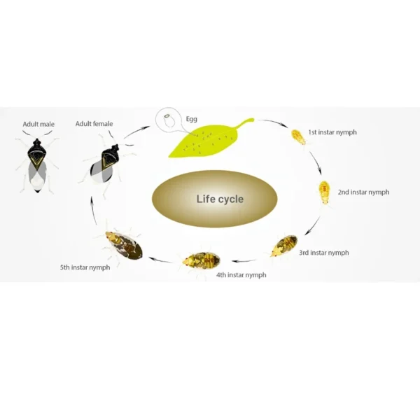 Orius (Targets Thrips and larvae) - Image 5