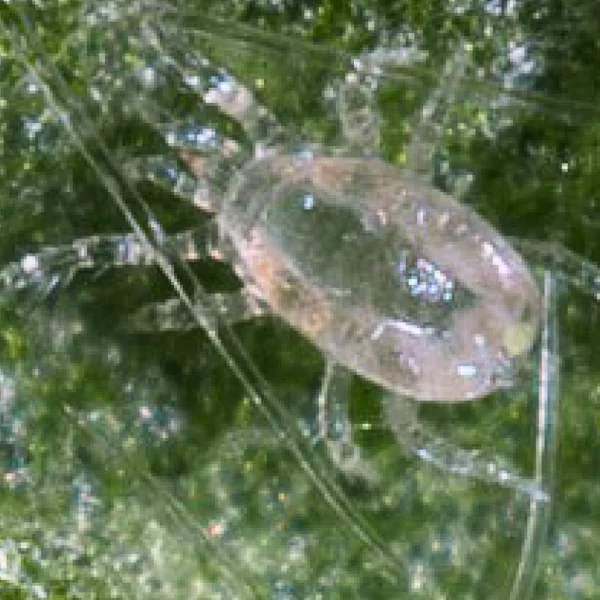 Montdorensis (targets thrips and whiteflies) - Image 4