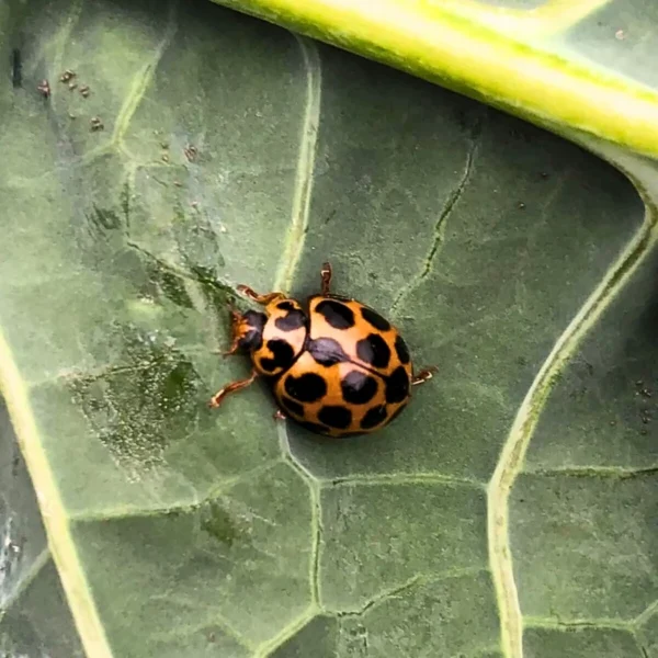 Spotted ladybirds (Targets Aphids, Psyllids) - Image 2