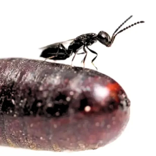 Fly Parasites (parasitise nuisance flies-house fly and stable fly)