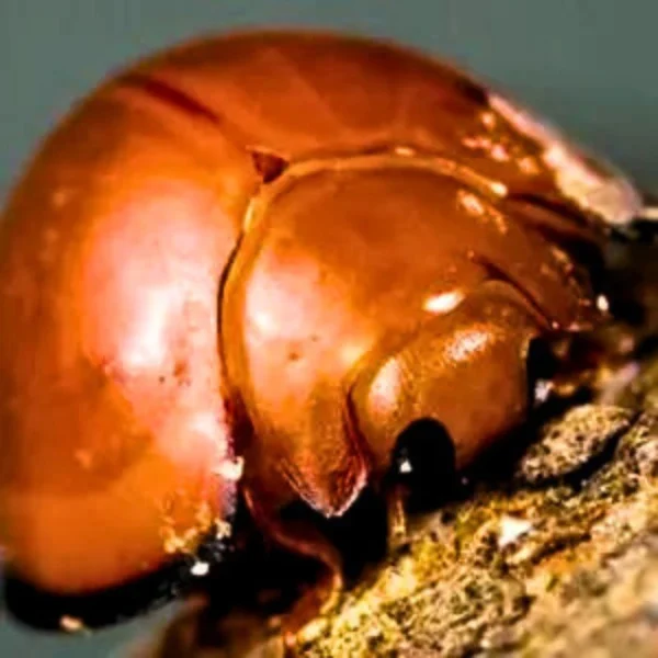 Chilocorus (control of armoured scale insects) - Image 3