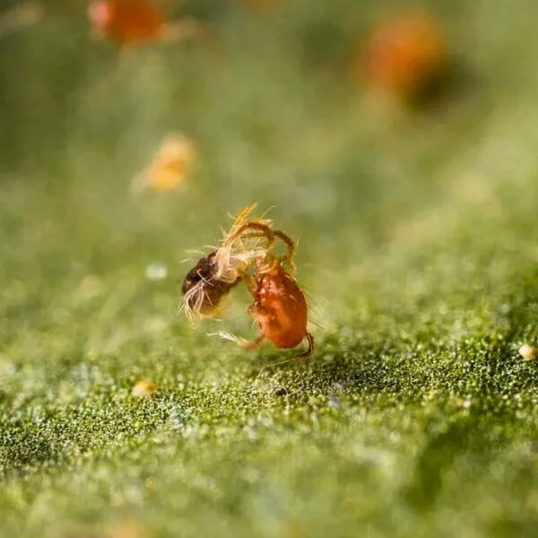 Persimilis (Targets Spider Mites) - Image 3