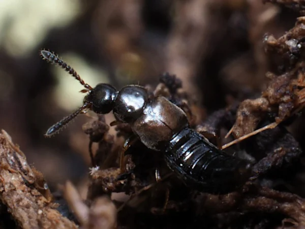 Dalotia rove beetle (Dalotia coriaria)
